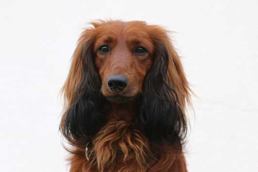 Bruno von der Rothen Schmiede