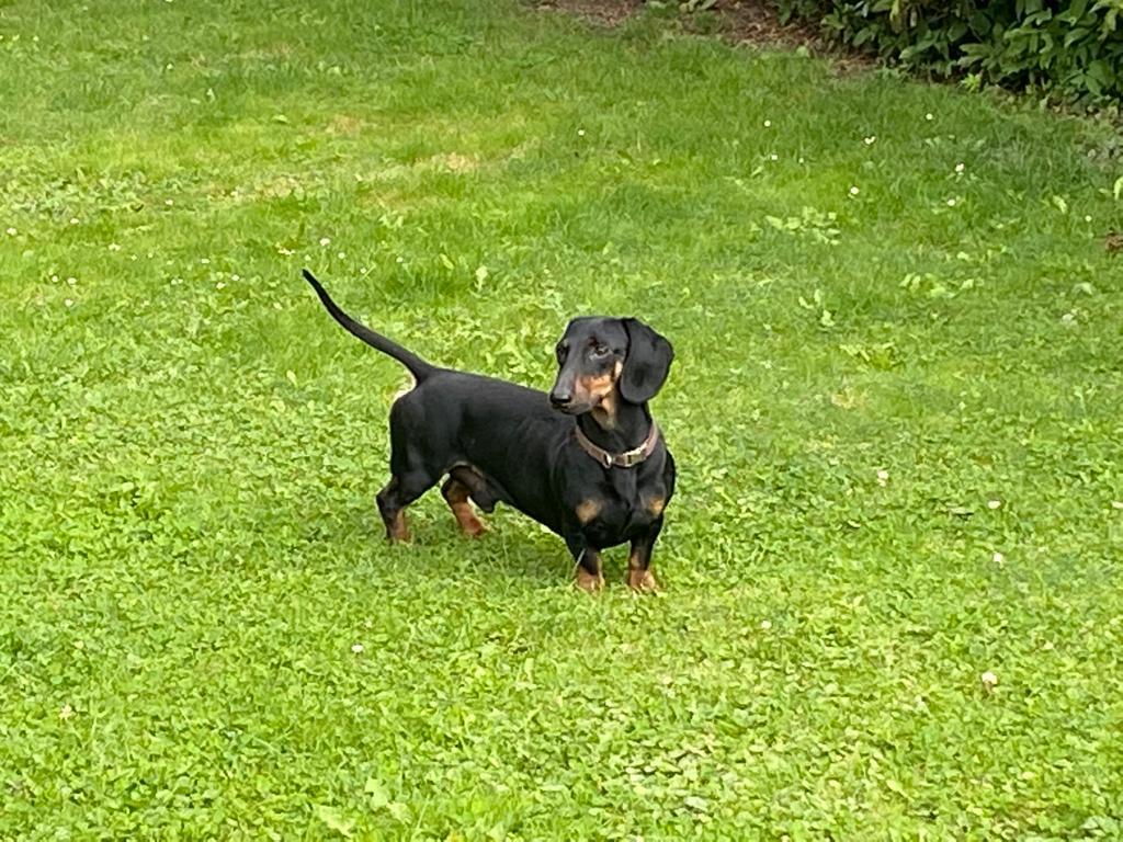 Gil von der Schleppbahn