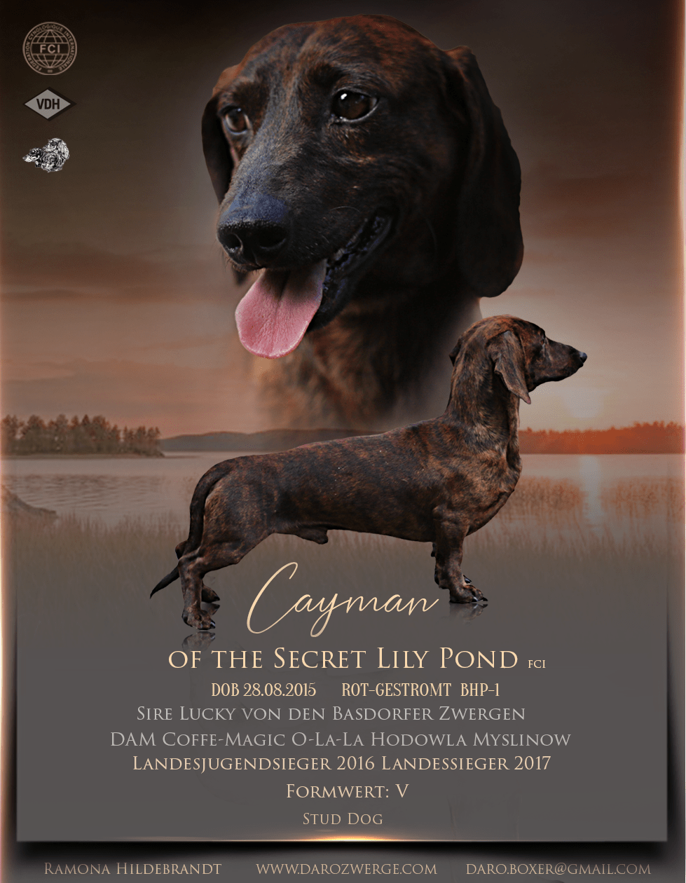 Cayman of the Secret Lily Pond (FCI)